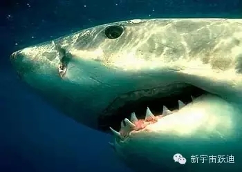 充電市場(chǎng)巨頭博弈：國(guó)網(wǎng)撤了 鯰魚(yú)來(lái)了 鯊魚(yú)也來(lái)了