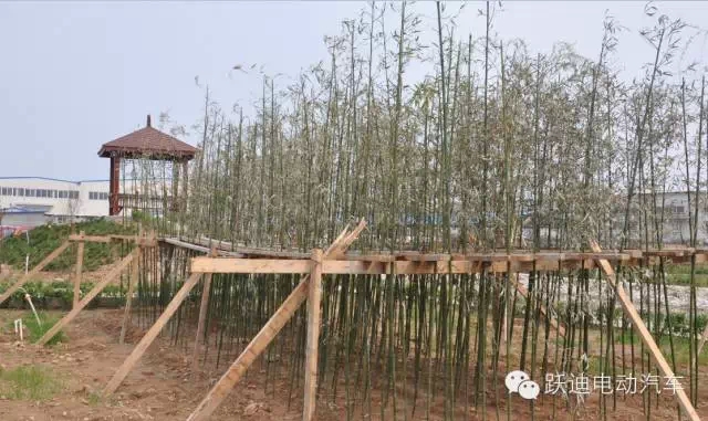 春暖花開、綠色躍迪---躍迪集團(tuán)綠化工作進(jìn)行中！